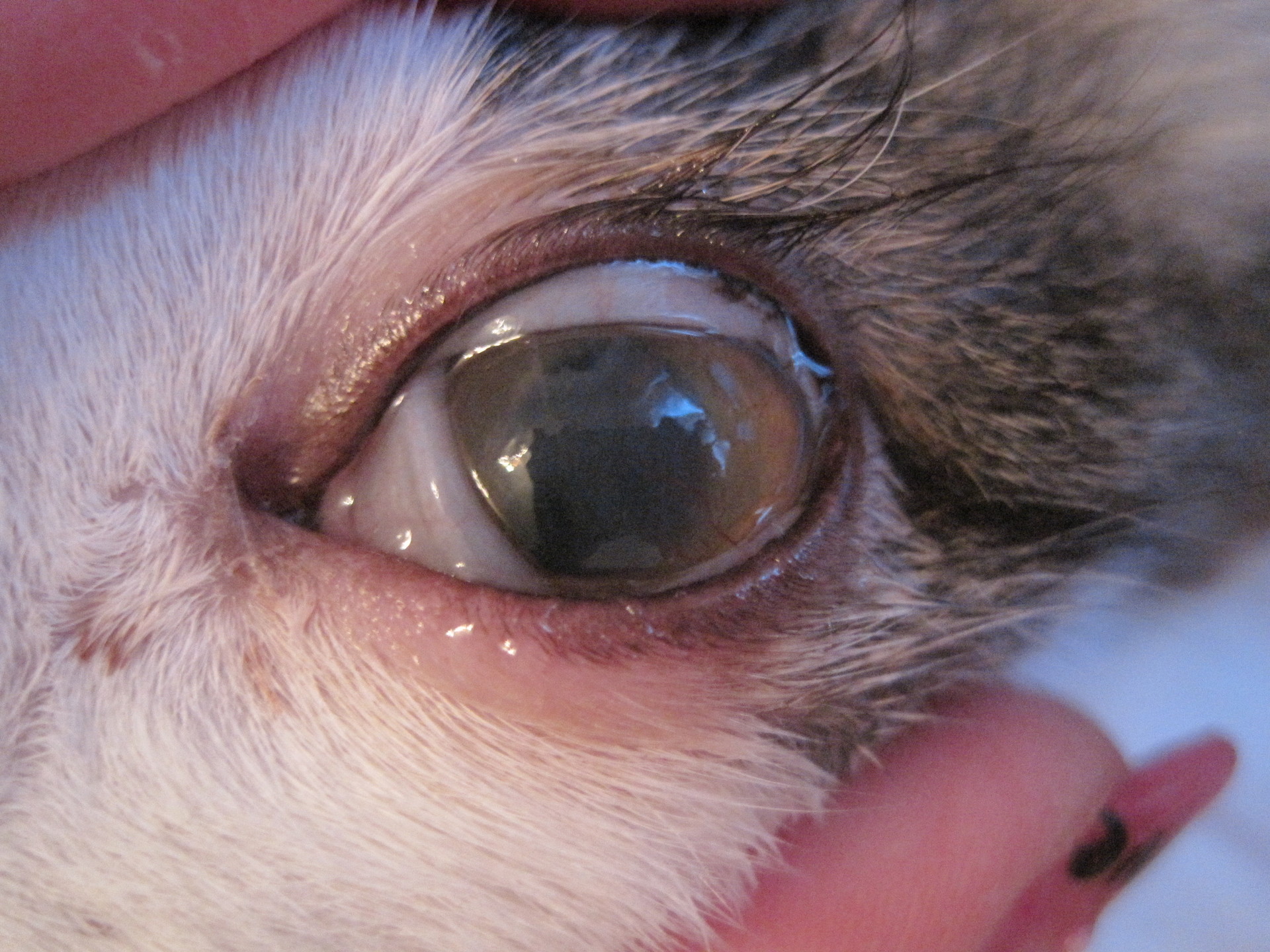 Офтальмоферон Можно Капать Кошкам В Глаза