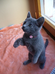 click for enlarge 1920 X 2560 303,1 Kb picture