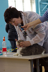 click for enlarge 1920 X 2880 350,5 Kb picture