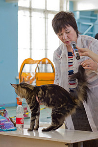 click for enlarge 1920 X 2880 1016,2 Kb picture