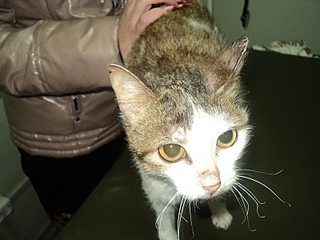 click for enlarge 800 X 600 222,4 Kb picture