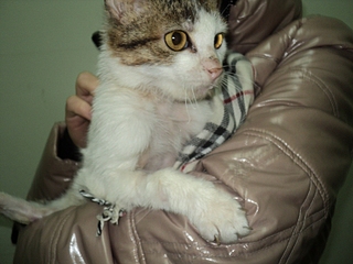 click for enlarge 800 X 600 252,0 Kb picture