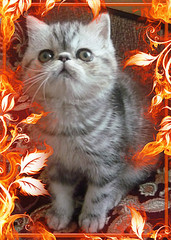 click for enlarge 321 X 450  71,4 Kb picture