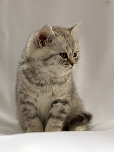 click for enlarge 1920 X 2560 941,2 Kb picture