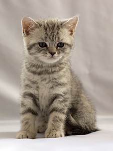 click for enlarge 1920 X 2560 320,4 Kb picture