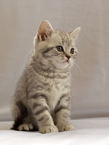 click for enlarge 1920 X 2559 956,8 Kb picture