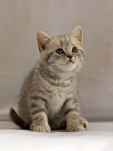 click for enlarge 1920 X 2560 919,8 Kb picture
