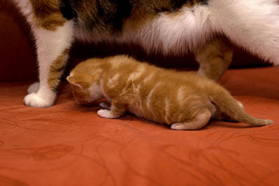 click for enlarge 1920 X 1280 471,5 Kb picture