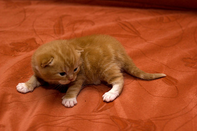 click for enlarge 1920 X 1280 492,1 Kb picture