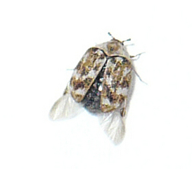 click for enlarge 280 X 246 17,4 Kb picture