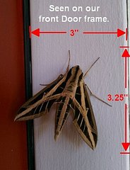 click for enlarge 359 X 468  32,2 Kb picture