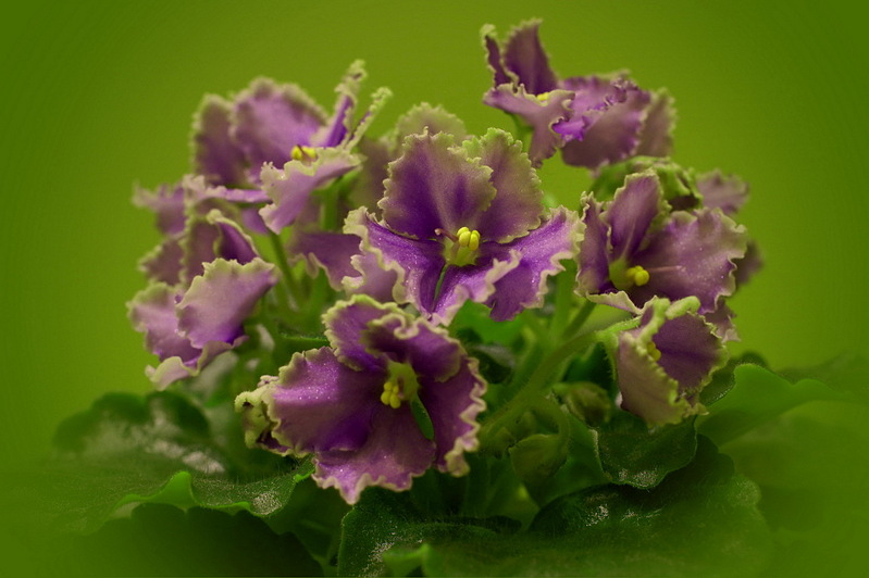 click for enlarge 1920 X 1277 388,2 Kb picture