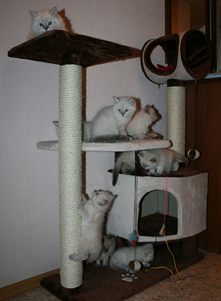click for enlarge 1920 X 2616 242,8 Kb picture