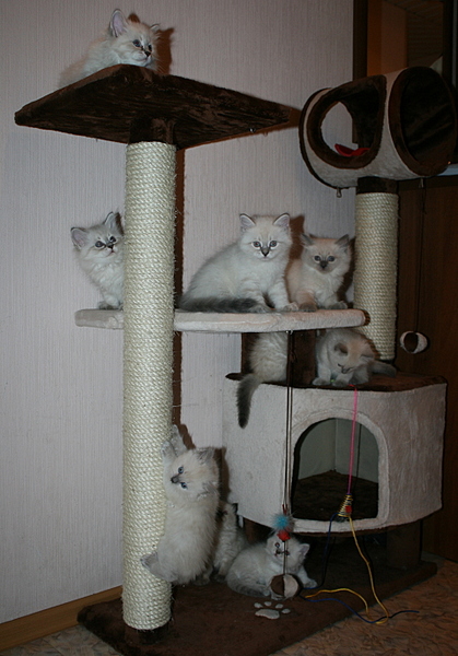 click for enlarge 1920 X 2747 292,1 Kb picture