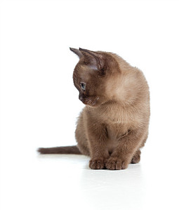click for enlarge 682 X 800 56,3 Kb picture