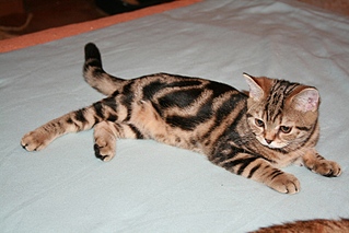 click for enlarge 800 X 533 166,7 Kb picture