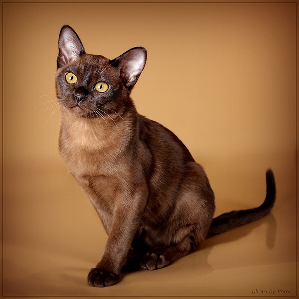 click for enlarge 1024 X 1024 310,6 Kb picture