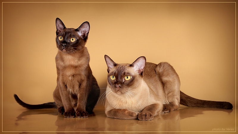 click for enlarge 1024 X 576 192,9 Kb picture
