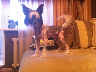 click for enlarge 1920 X 1434 233,2 Kb picture