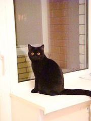 click for enlarge 1920 X 2560 935,6 Kb picture