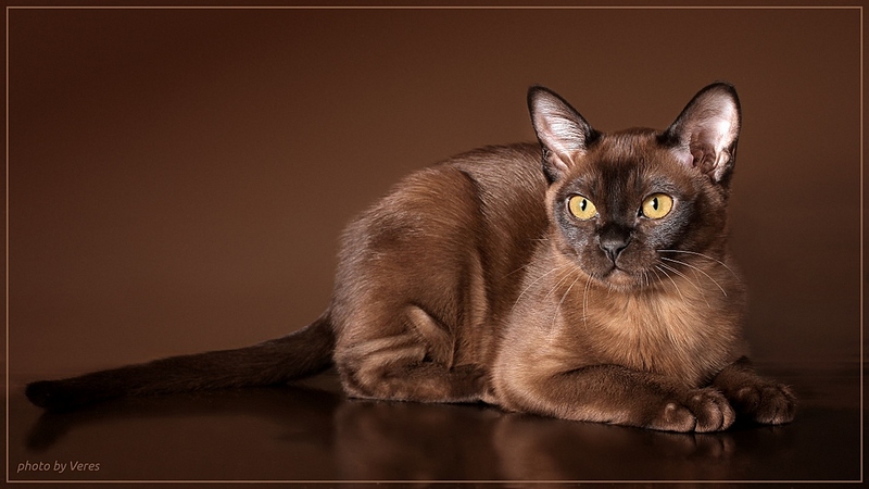 click for enlarge 1024 X 576 193,0 Kb picture