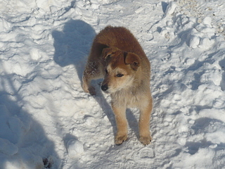 click for enlarge 1600 X 1200 835,2 Kb picture