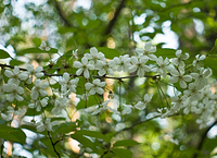 click for enlarge 1376 X 1000 914,0 Kb picture