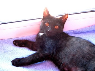 click for enlarge 1024 X 768 213,8 Kb picture