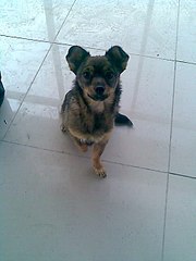 click for enlarge 480 X 640  33,2 Kb picture