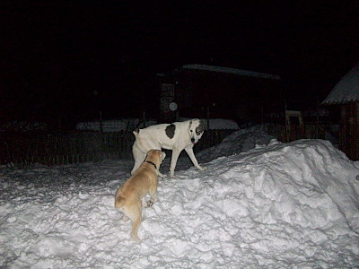 click for enlarge 800 X 600 121,3 Kb picture