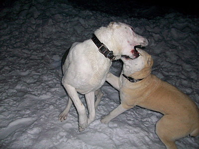 click for enlarge 800 X 600 142,2 Kb picture