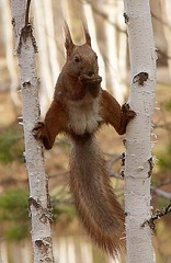 click for enlarge 312 X 479 43,3 Kb picture