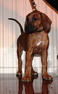 click for enlarge 424 X 683 134,5 Kb picture