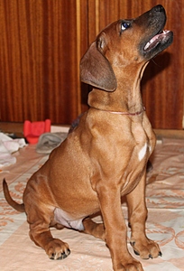 click for enlarge 1920 X 2818 293,7 Kb picture