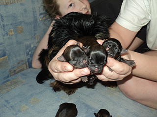 click for enlarge 800 X 600 126,4 Kb picture