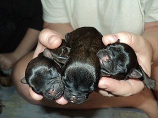 click for enlarge 800 X 600 113,4 Kb picture