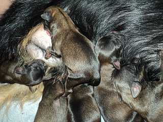 click for enlarge 800 X 600 204,8 Kb picture