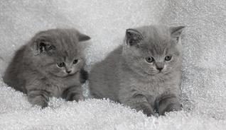 click for enlarge 1024 X 591 77,7 Kb picture