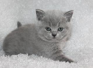 click for enlarge 1024 X 747 76,2 Kb picture