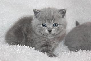 click for enlarge 1024 X 683 68,2 Kb picture