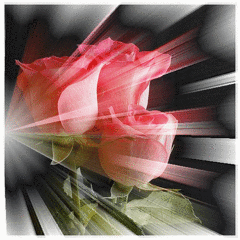 click for enlarge 500 X 500 292,1 Kb picture