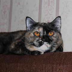 click for enlarge 771 X 768 83,2 Kb picture