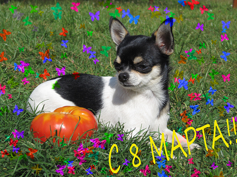 click for enlarge 1920 X 1440 416,9 Kb picture