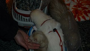 click for enlarge 1280 X 721 100,3 Kb picture