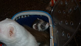 click for enlarge 1280 X 721 112,2 Kb picture