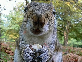 click for enlarge 500 X 375  71,8 Kb picture