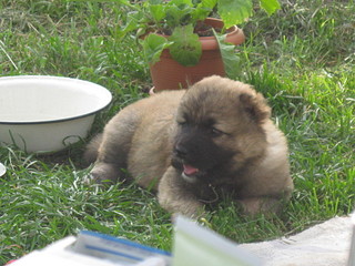 click for enlarge 1920 X 1440 582,3 Kb picture