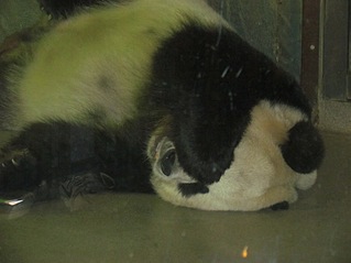 click for enlarge 807 X 605 90,3 Kb picture