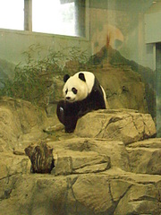 click for enlarge 1920 X 2560 362,0 Kb picture