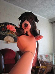 click for enlarge 768 X 1024 96,3 Kb picture